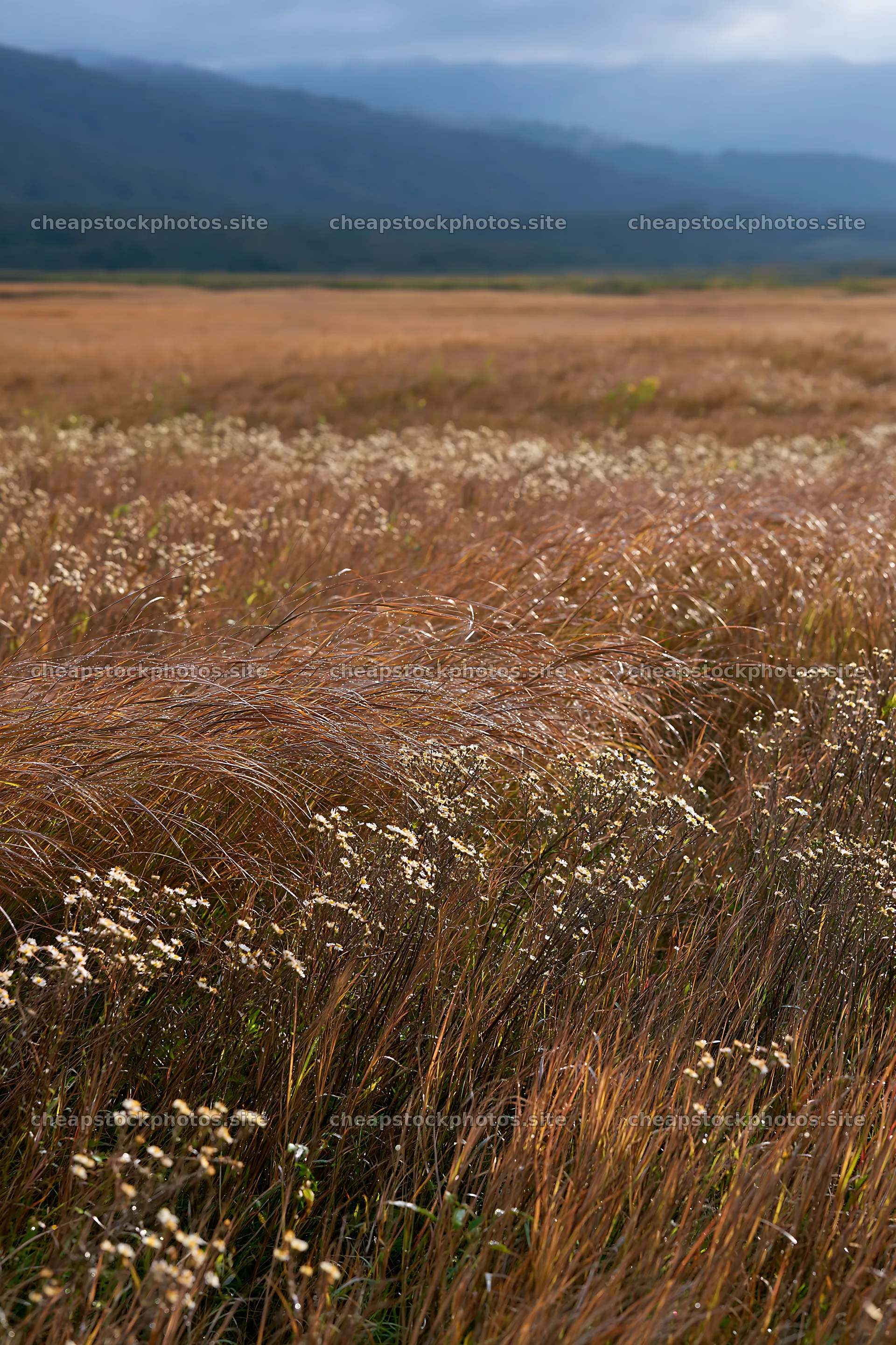 Expansive Hokkaido restoration meadow with dewdrops – stock photos 6480x9722