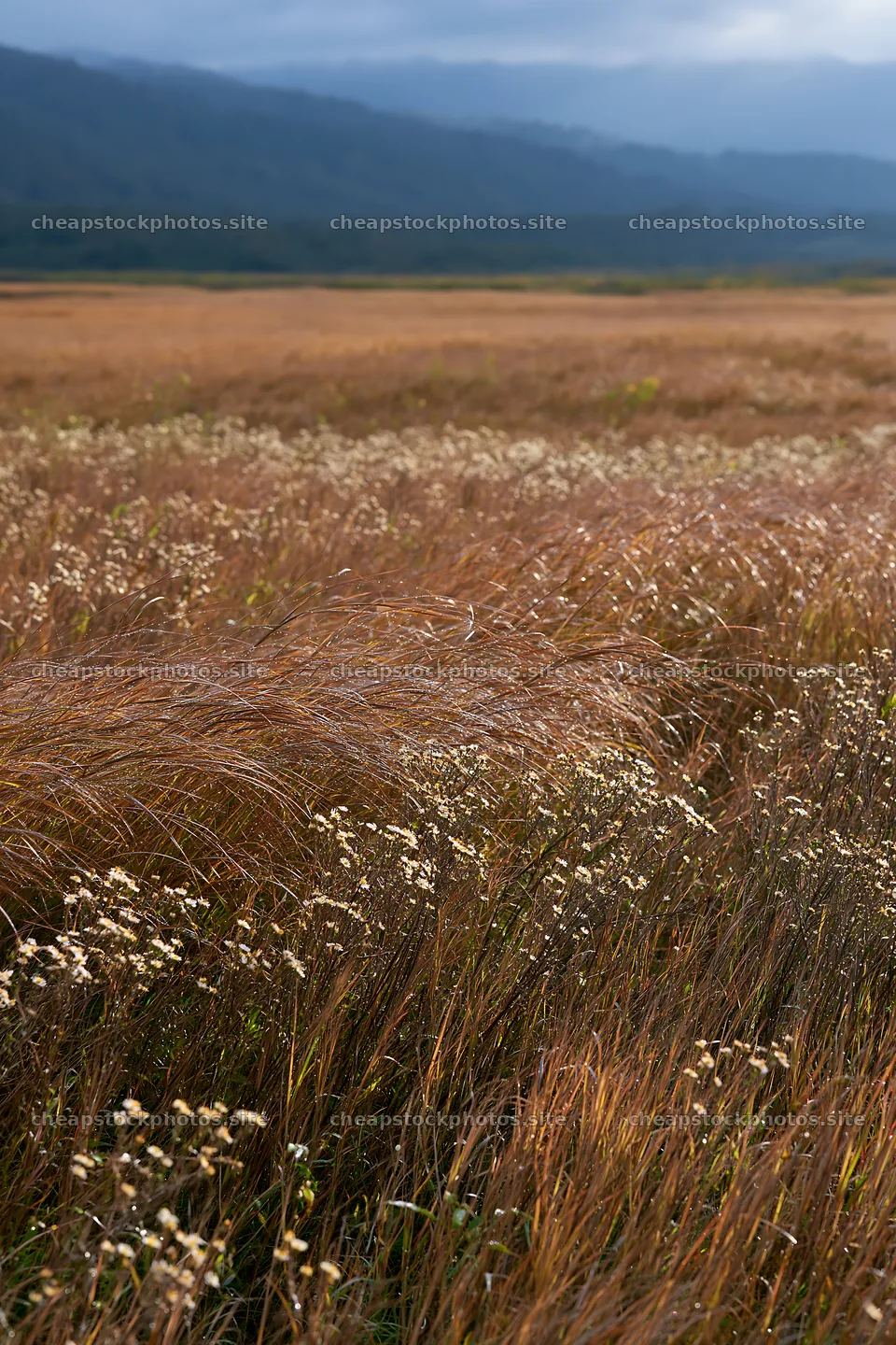 Expansive Hokkaido restoration meadow with dewdrops – stock photos 6480x9722
