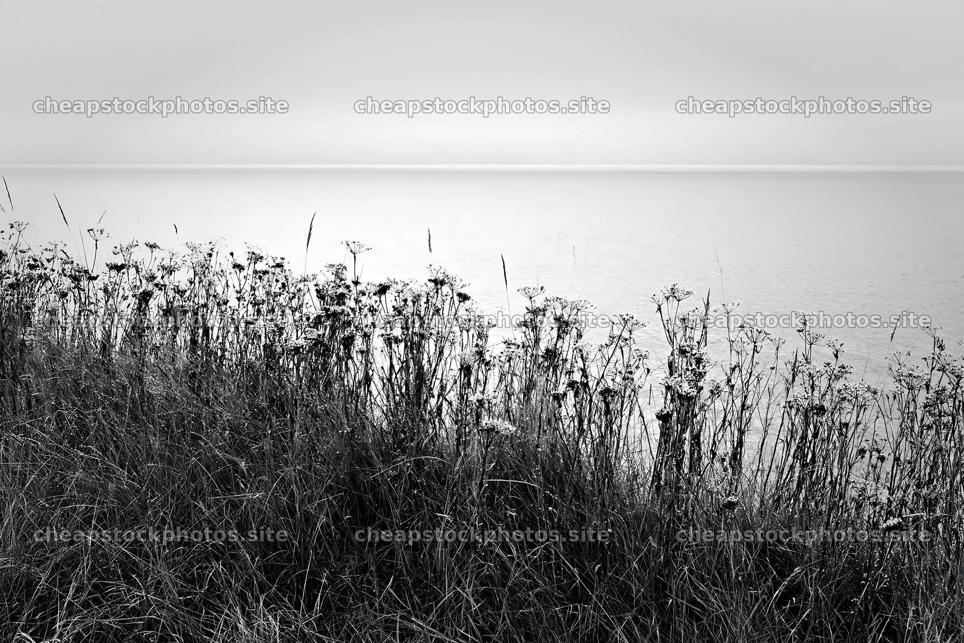 Seedhead meadow along a calm lakeshore in black and white – stock photos 9722x6480