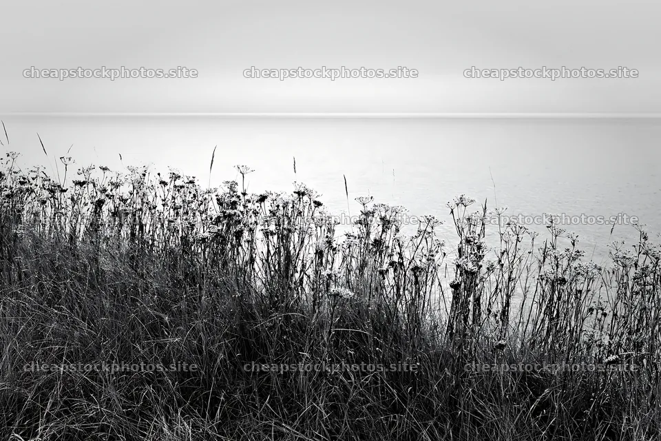 Seedhead meadow along a calm lakeshore in black and white – stock photos 9722x6480