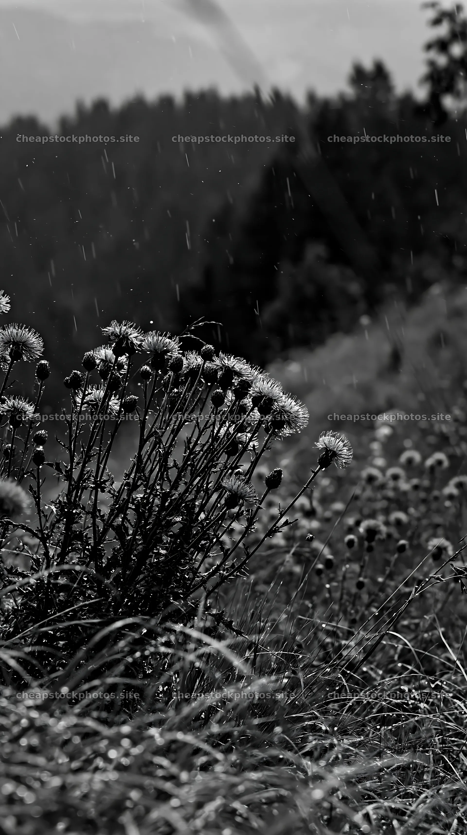 Meadow with knapweed in gentle rain near rolling hills – stock photos 5938x10608