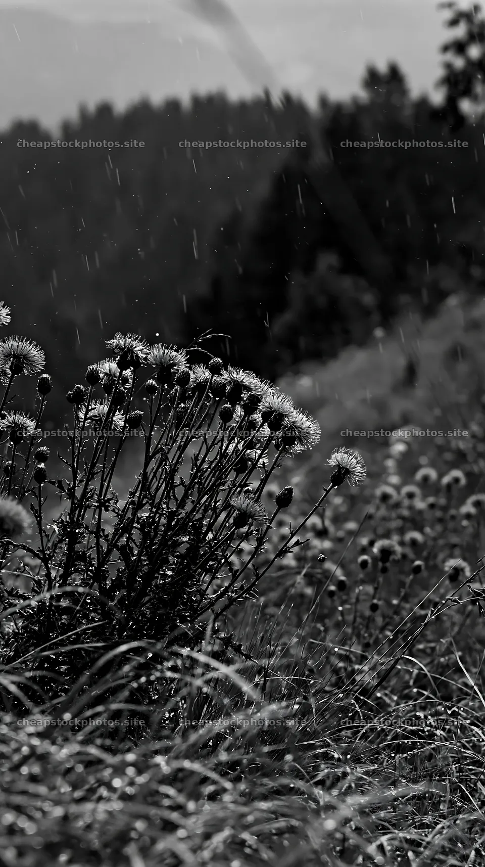Meadow with knapweed in gentle rain near rolling hills – stock photos 5938x10608