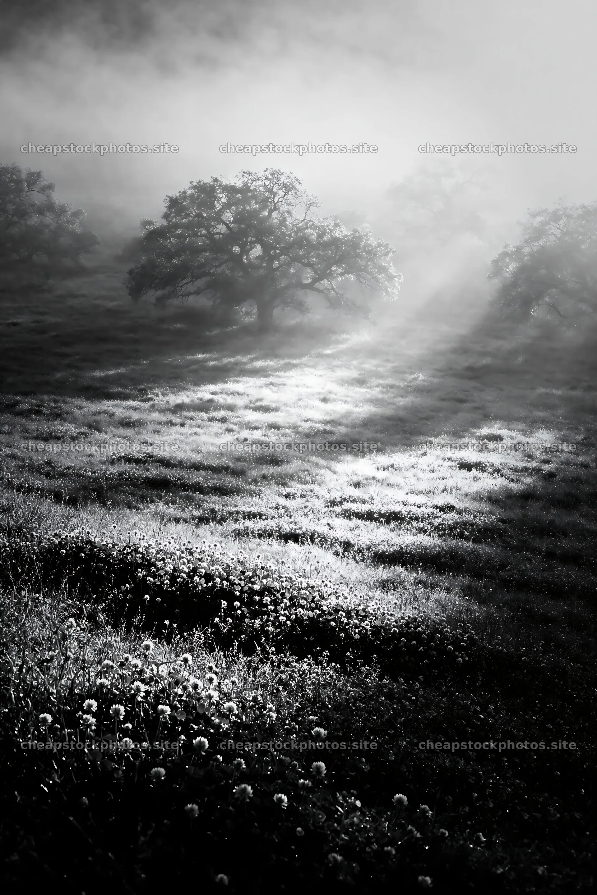 Clover speedwell meadow in soft morning light – stock photos 6480x9722