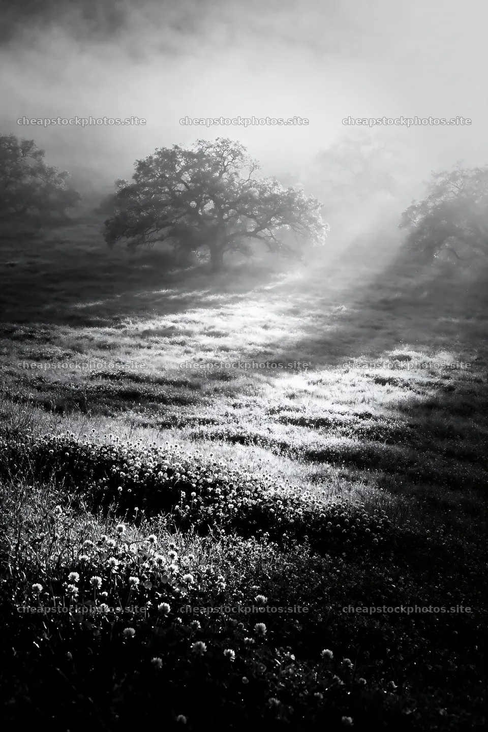 Clover speedwell meadow in soft morning light – stock photos 6480x9722