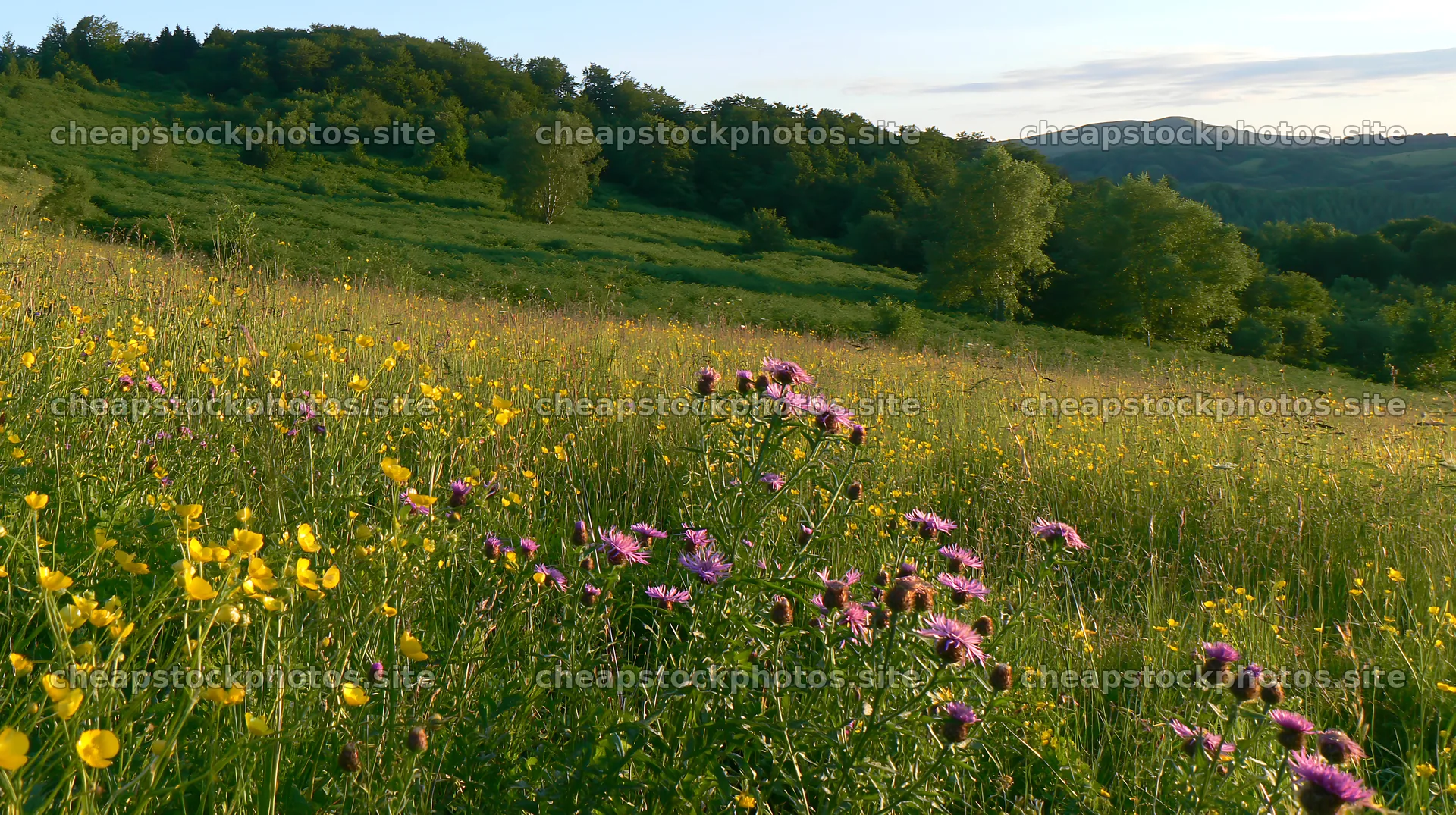 Biodiverse meadow with wildflowers and rolling hills at sunset – stock photos 10608x5938