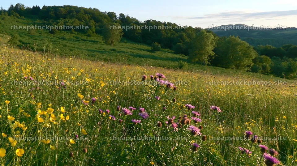 Biodiverse meadow with wildflowers and rolling hills at sunset – stock photos 10608x5938