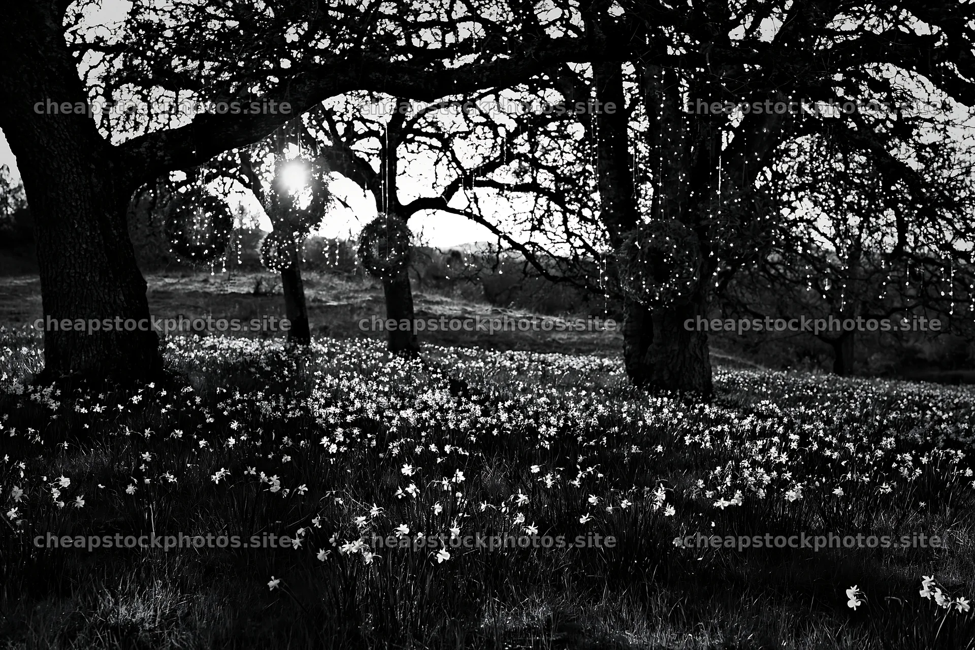 Wide Christmas meadow with native flowers and fairy lights – stock photos 9722x6480