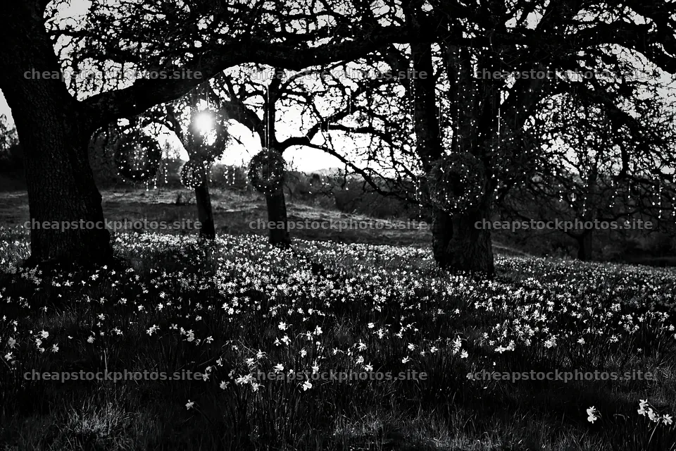 Wide Christmas meadow with native flowers and fairy lights – stock photos 9722x6480