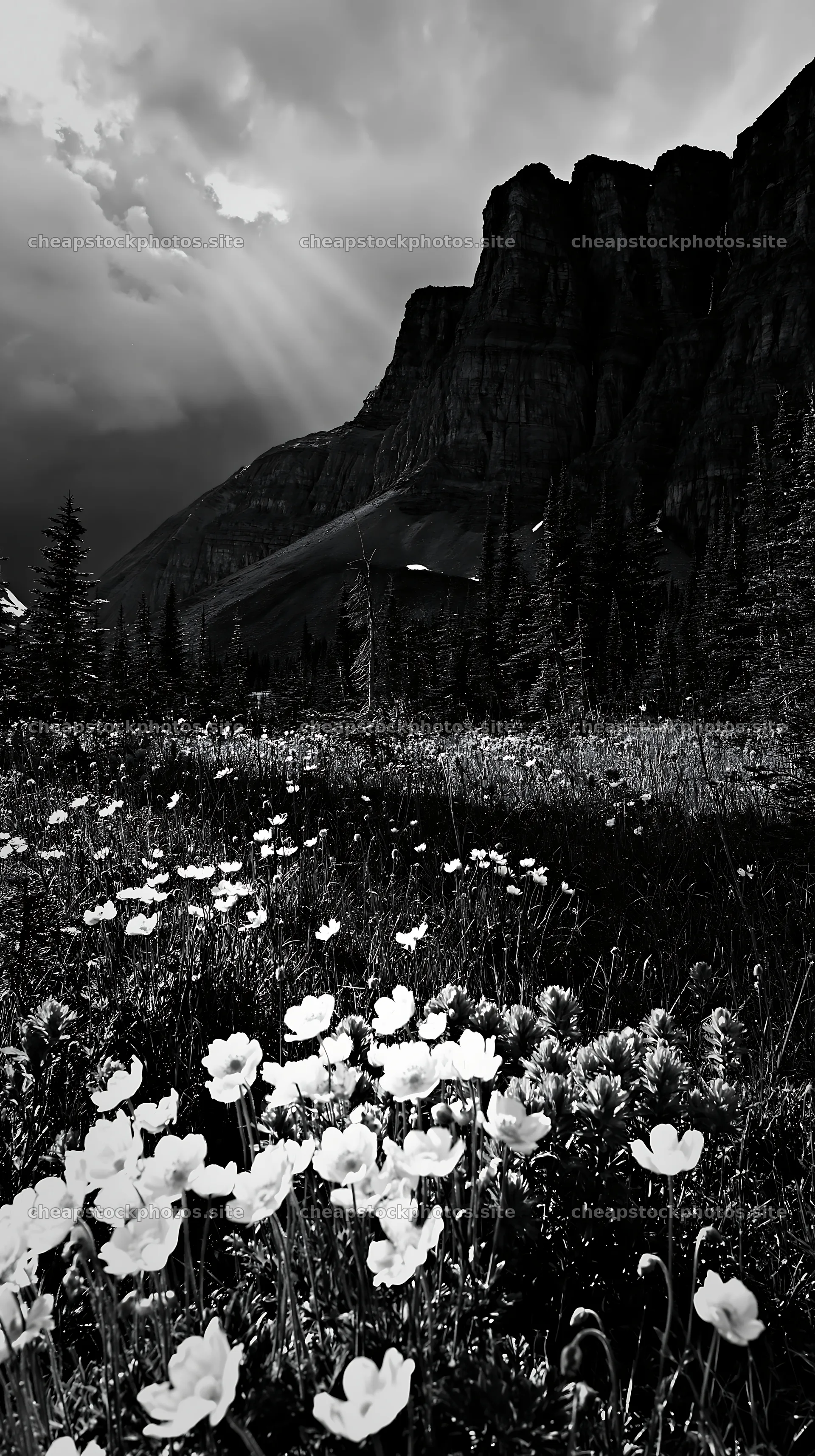 Meadow with flowers near crags under dramatic sky – stock photos 5938x10608