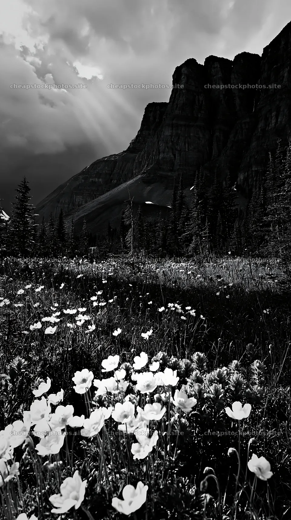 Meadow with flowers near crags under dramatic sky – stock photos 5938x10608
