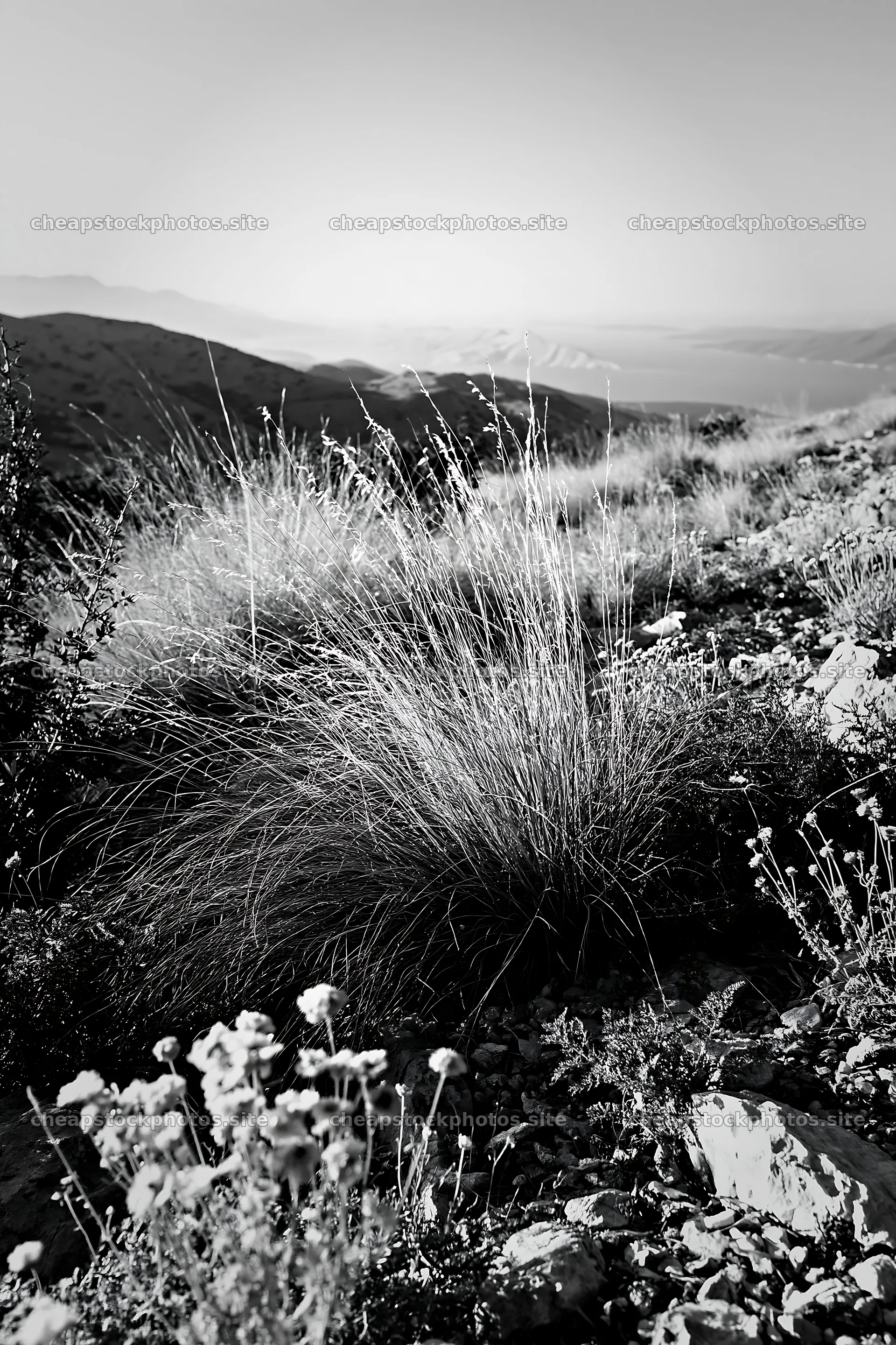 Drought-tolerant meadow with natural grasses and wildflowers – stock photos 6480x9722