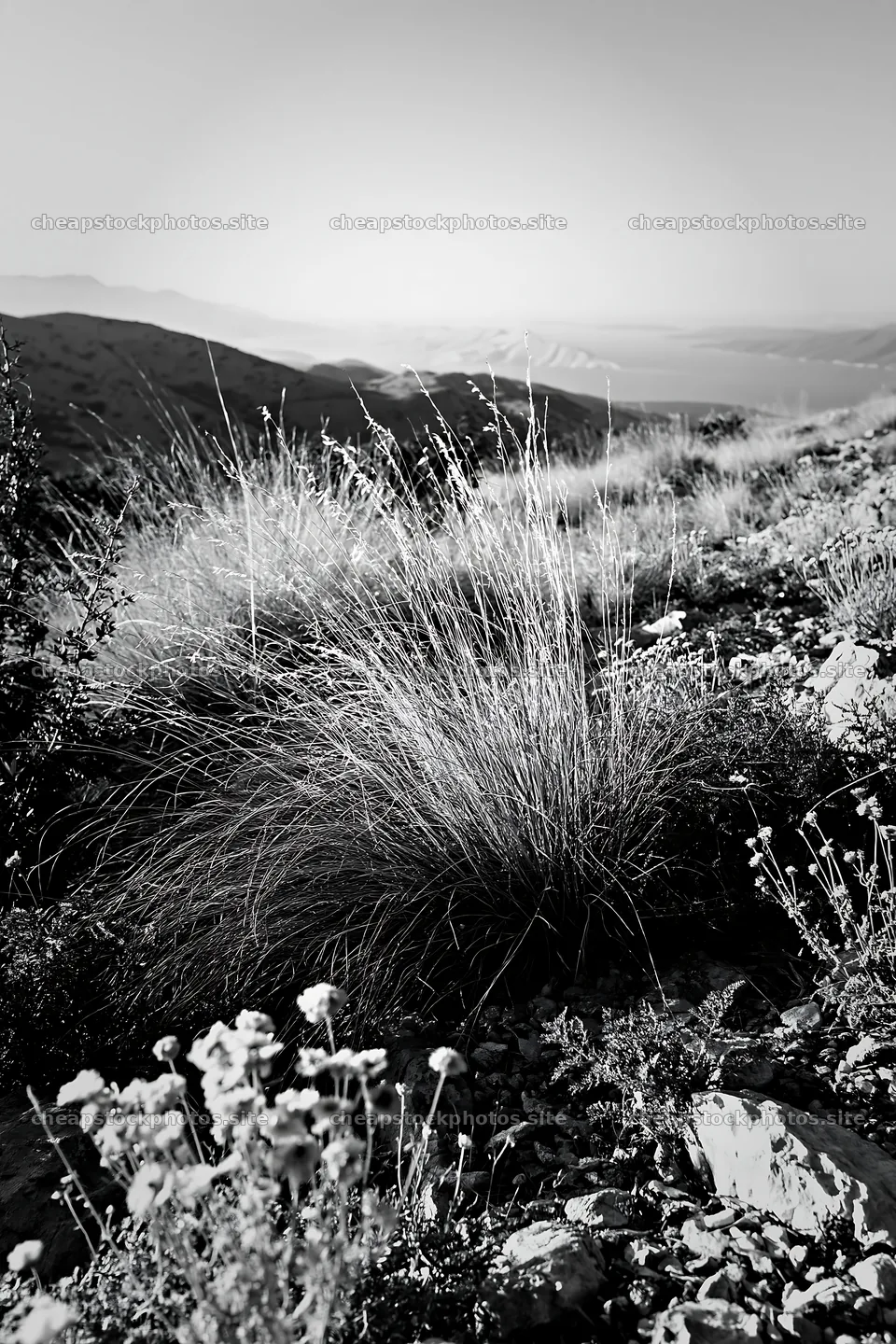 Drought-tolerant meadow with natural grasses and wildflowers – stock photos 6480x9722
