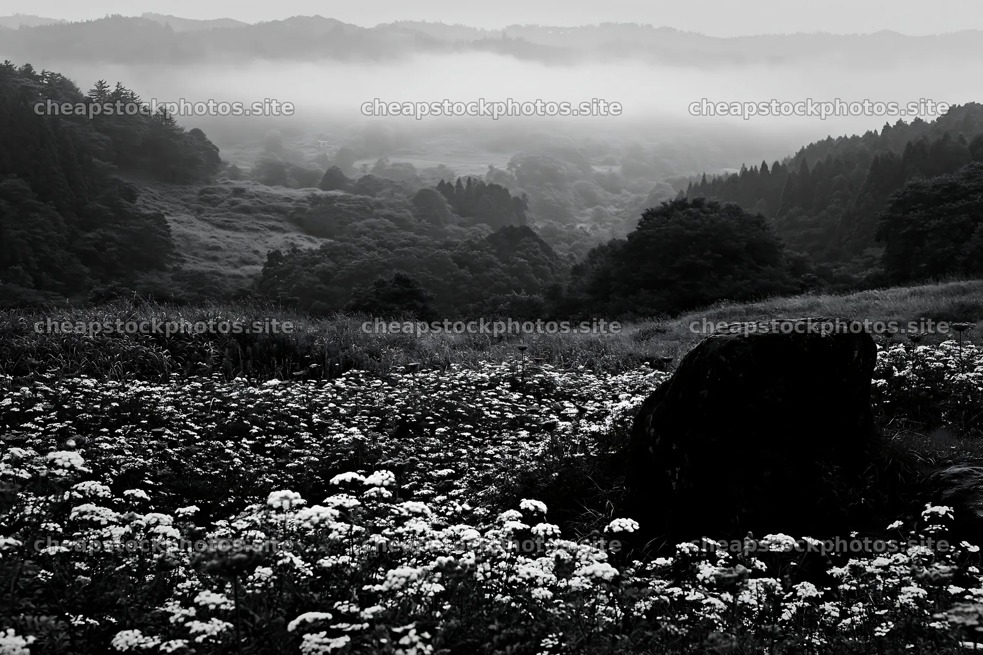 Misty meadow with moss covered stone in Shimane – stock photos 9722x6480