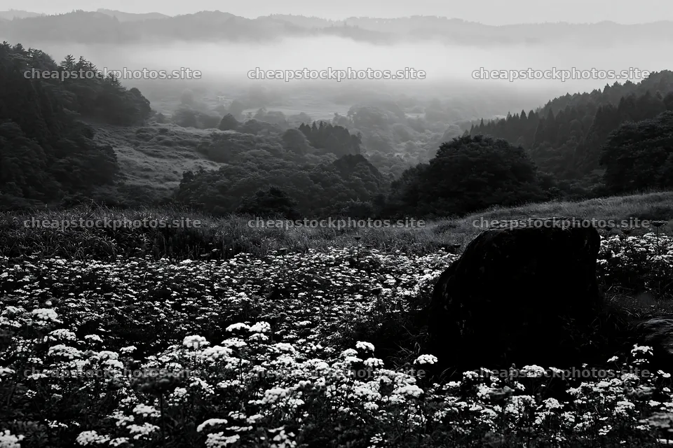 Misty meadow with moss covered stone in Shimane – stock photos 9722x6480