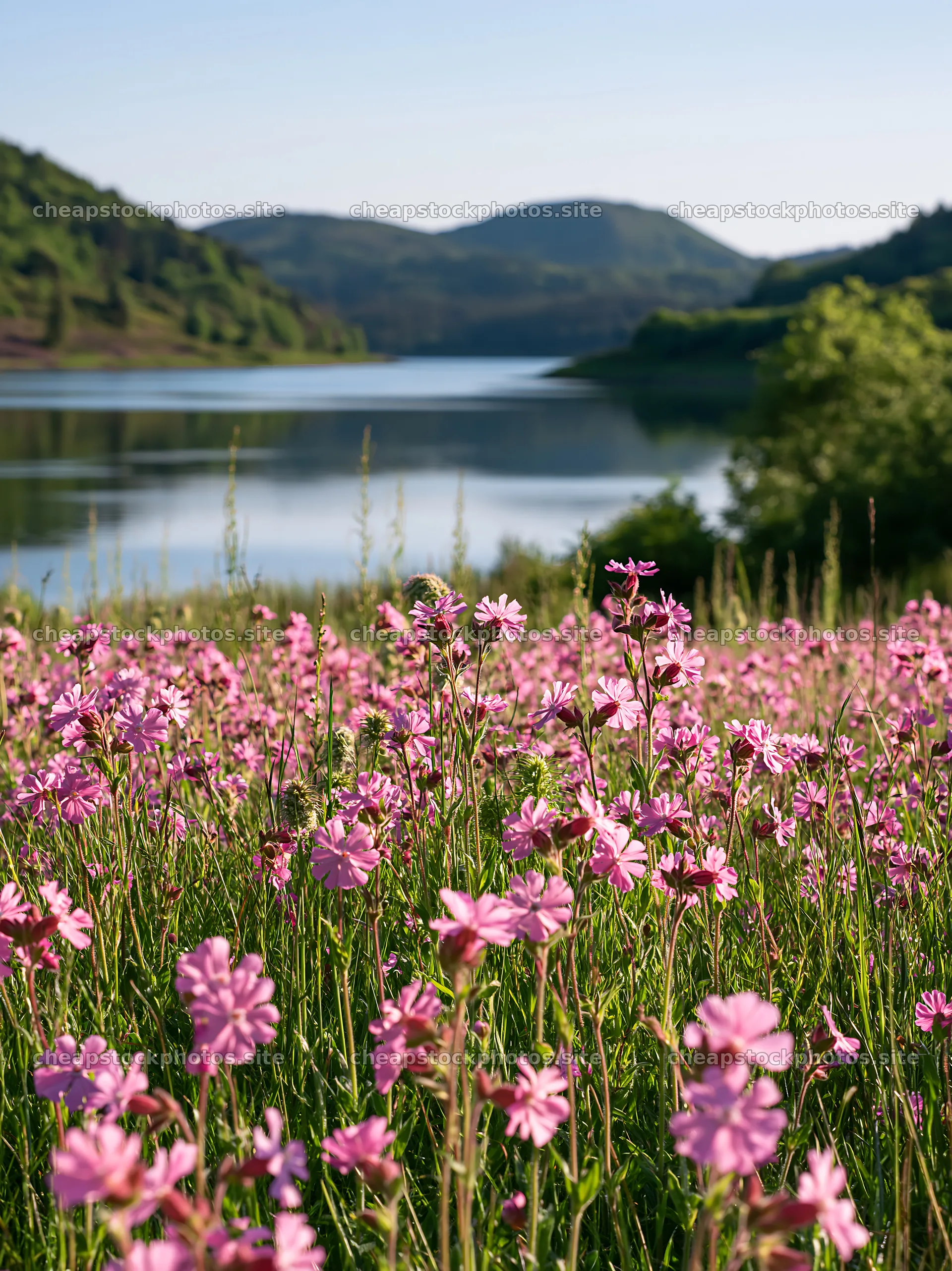 Lakeside meadow with pink flowers in Germany – stock photos 6866x9174