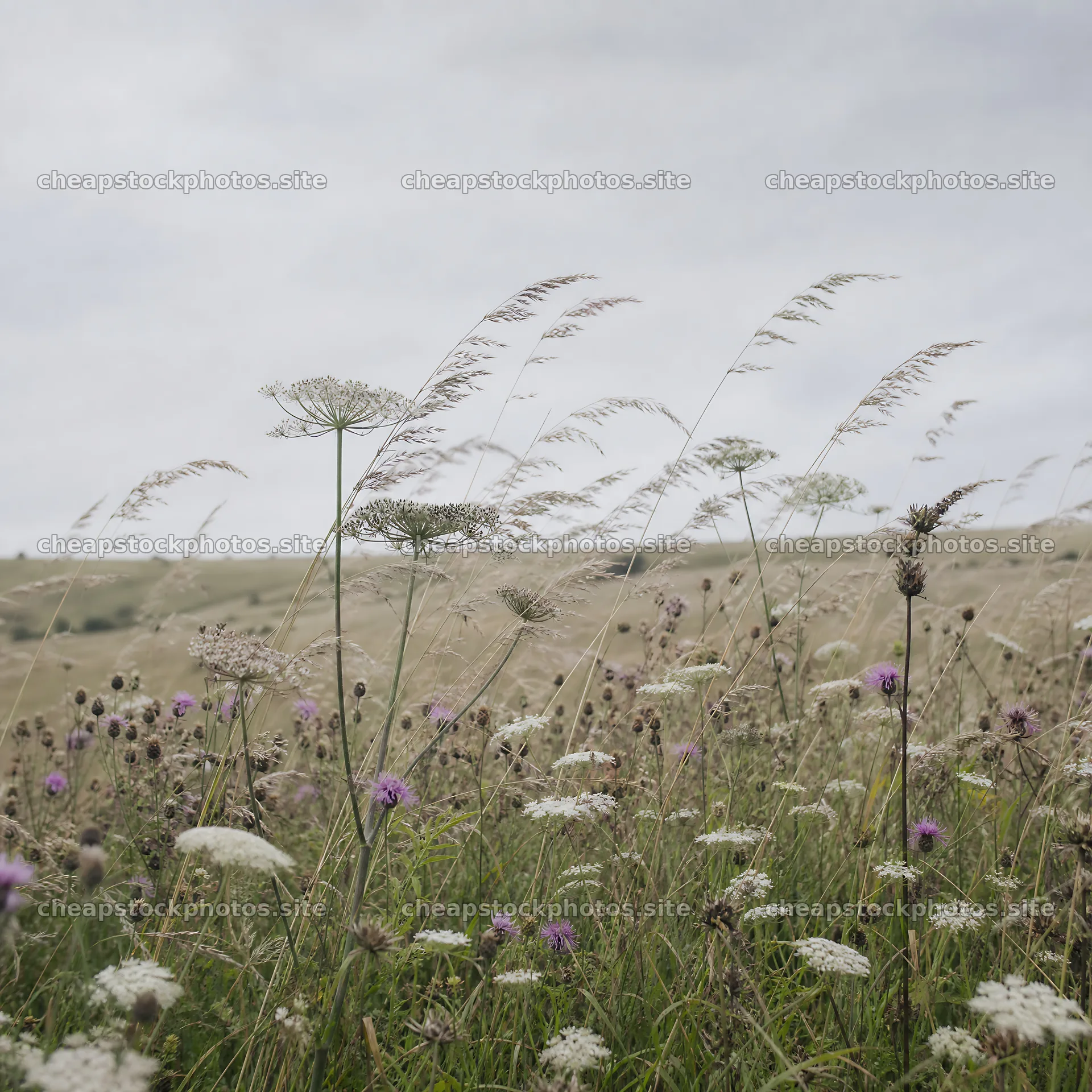 Seedhead meadow with wildflowers under cloudy sky – stock photos 7938x7938