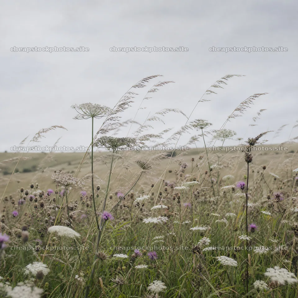 Seedhead meadow with wildflowers under cloudy sky – stock photos 7938x7938