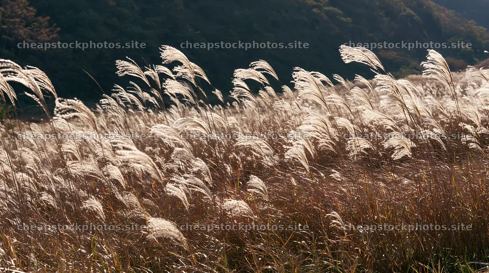 Meadow grass seedheads sway in the breeze on a sunny day – stock photos 10608x5938