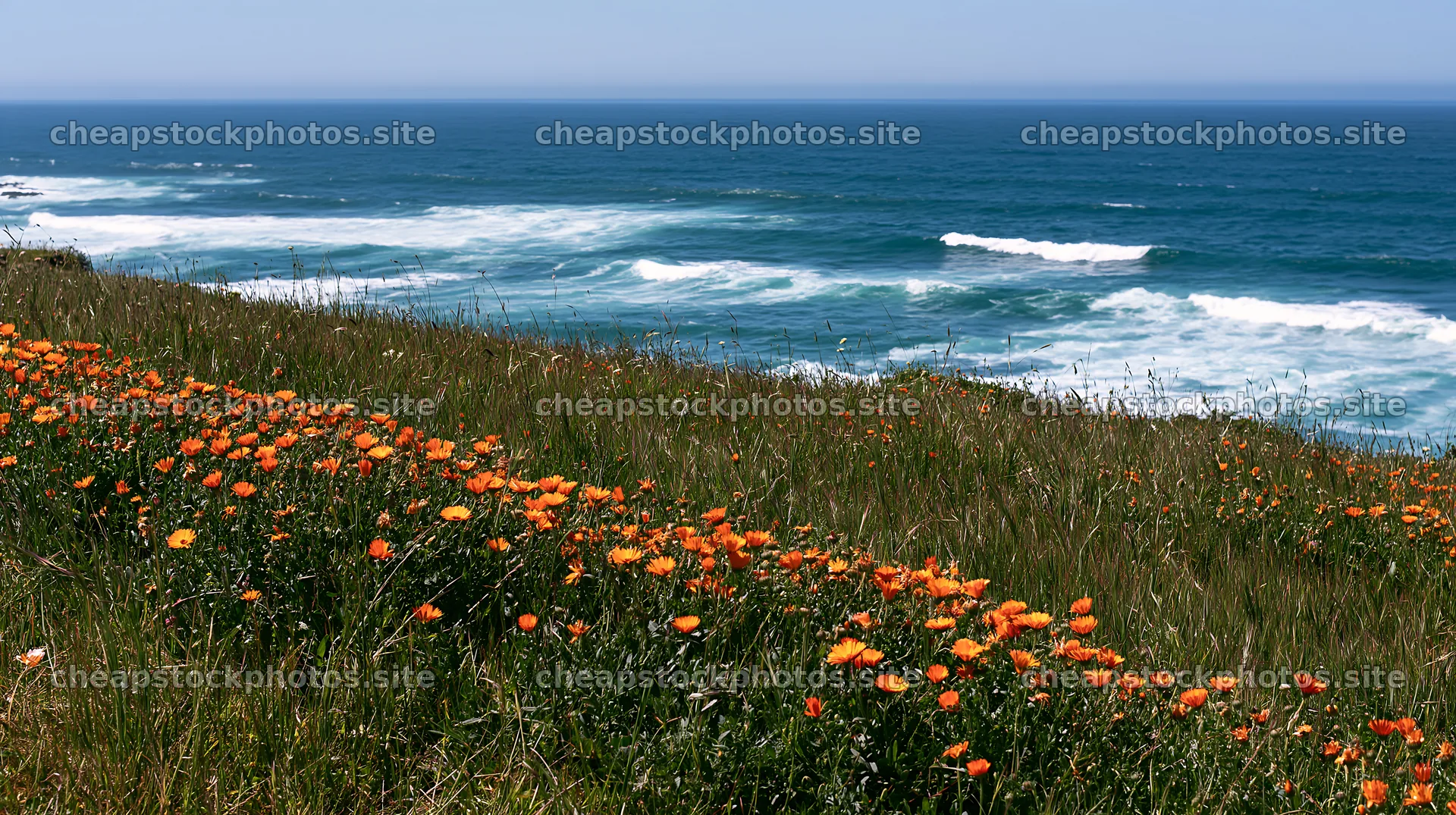 Bright flowers bloom on a Portuguese meadow overlooking the Atlantic – stock photos 10608x5938