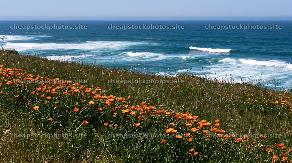Bright flowers bloom on a Portuguese meadow overlooking the Atlantic – stock photos 10608x5938