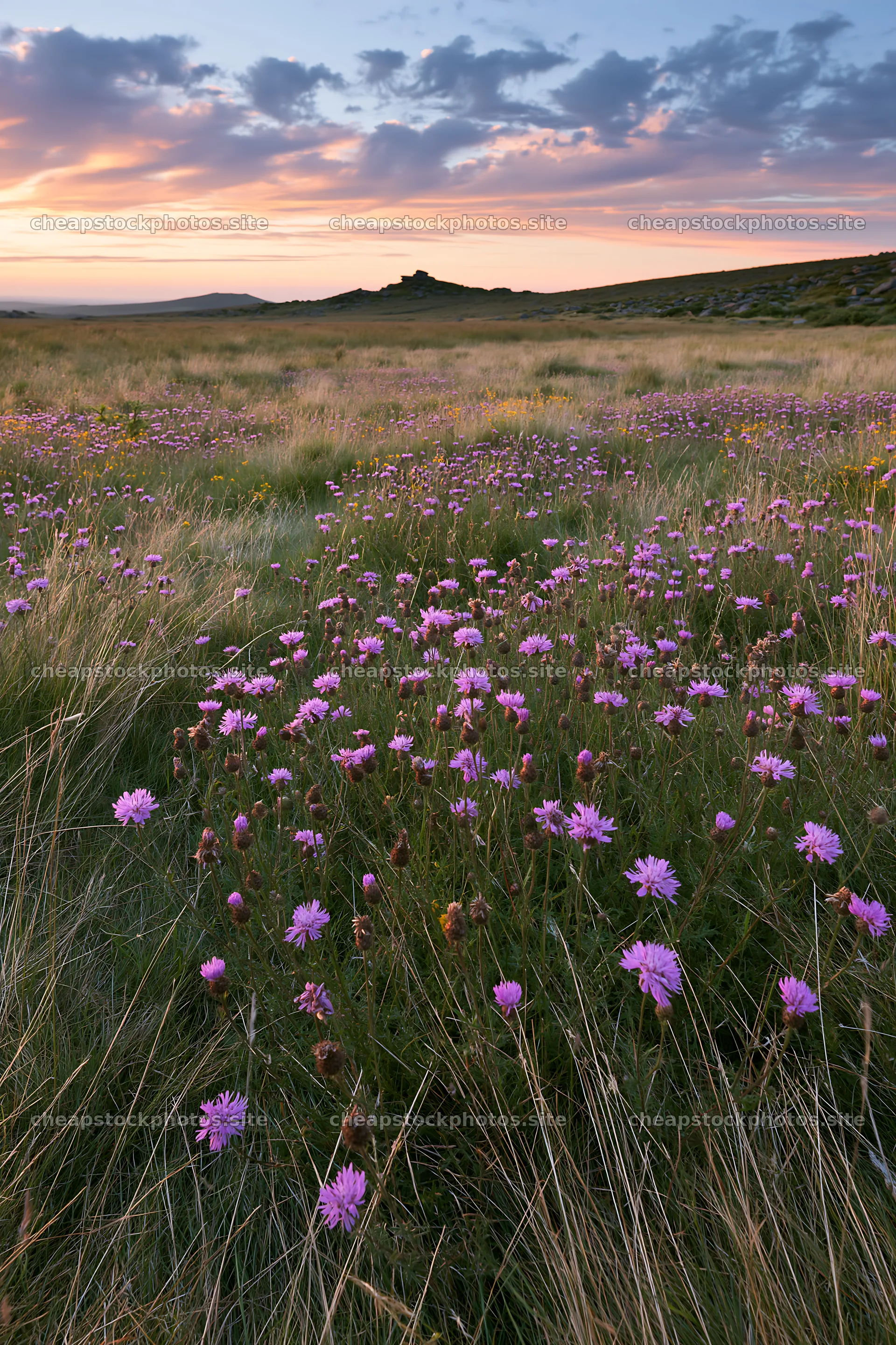 Meadow filled with knapweed at sunset – stock photos 6480x9722