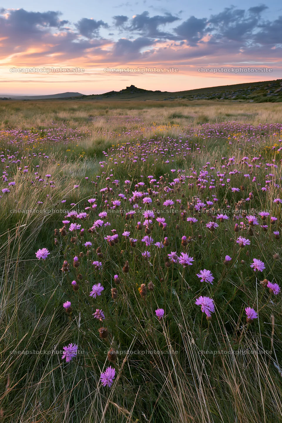 Meadow filled with knapweed at sunset – stock photos 6480x9722
