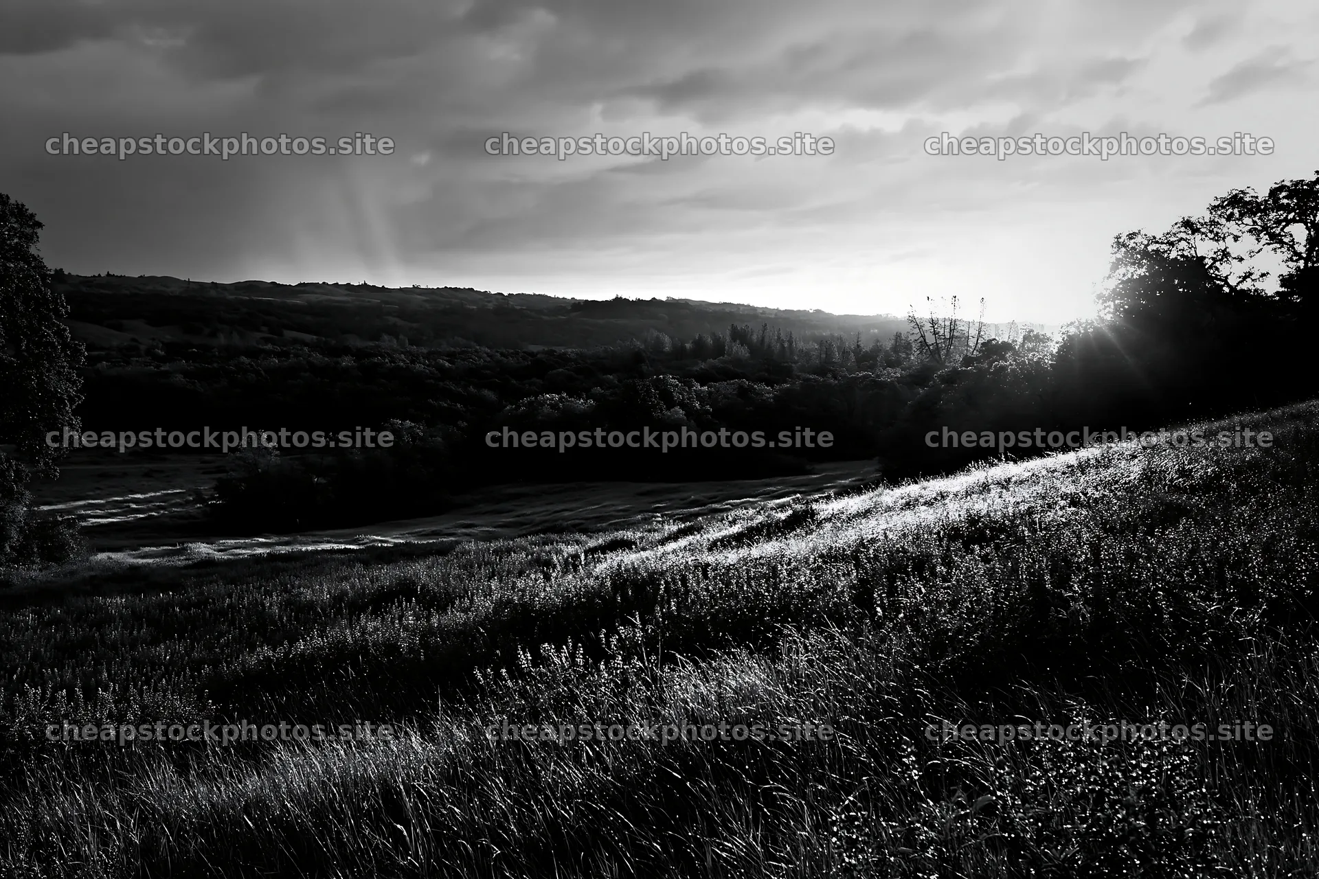 Bluebonnet meadow at sunrise with light breaking through clouds – stock photos 9722x6480