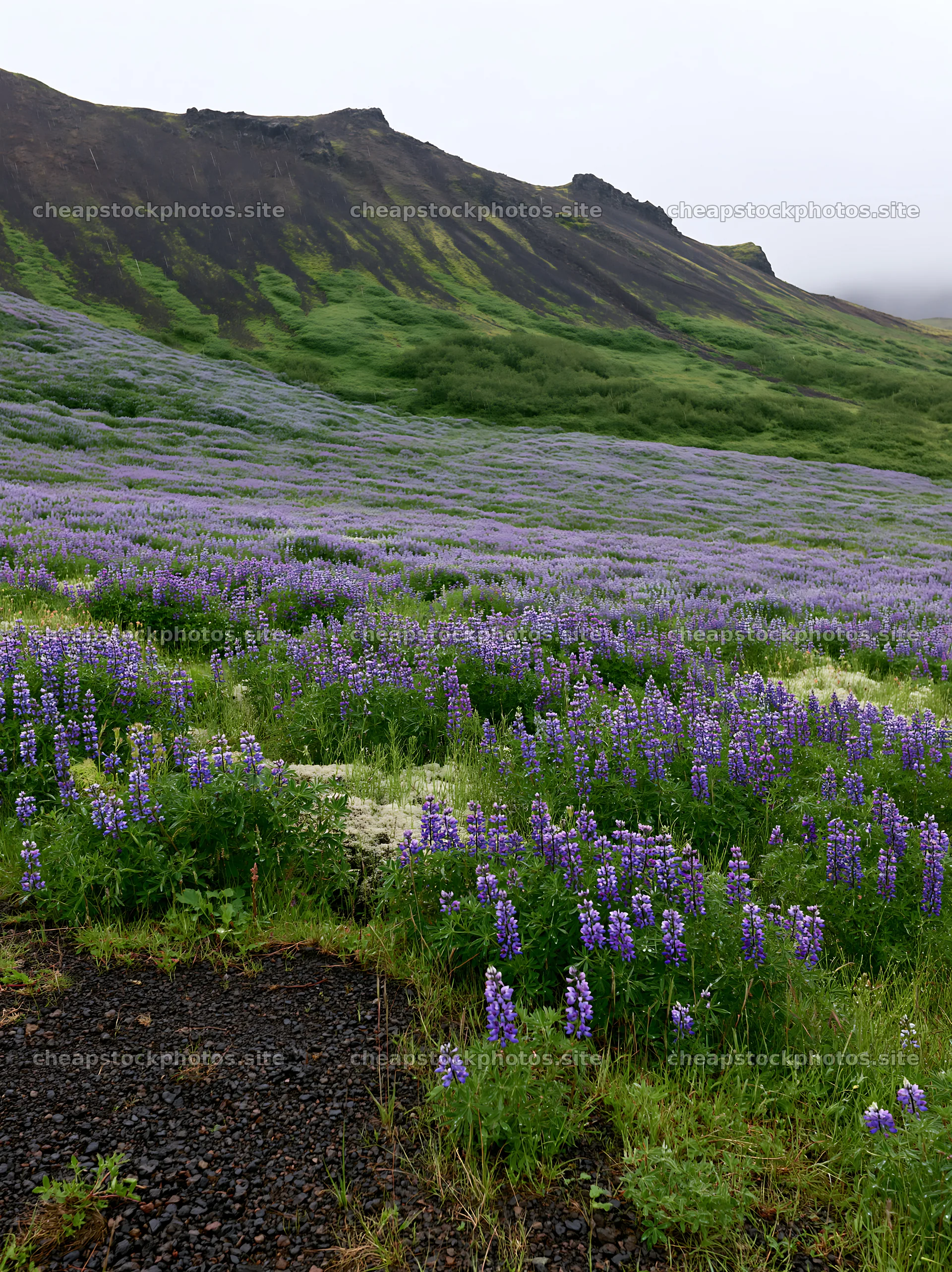 Rain soaked meadow with purple flowers in Iceland – stock photos 6866x9174