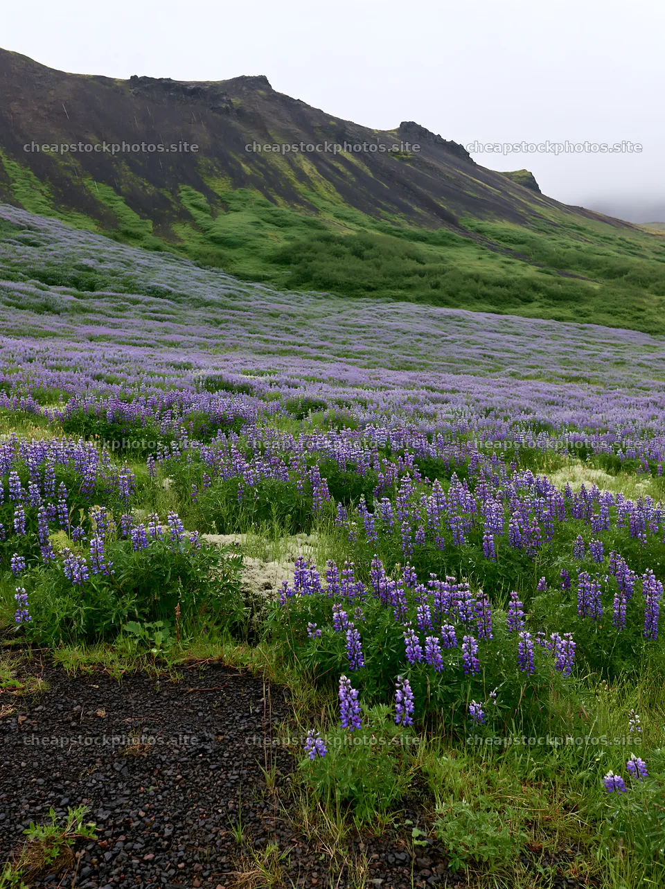 Rain soaked meadow with purple flowers in Iceland – stock photos 6866x9174
