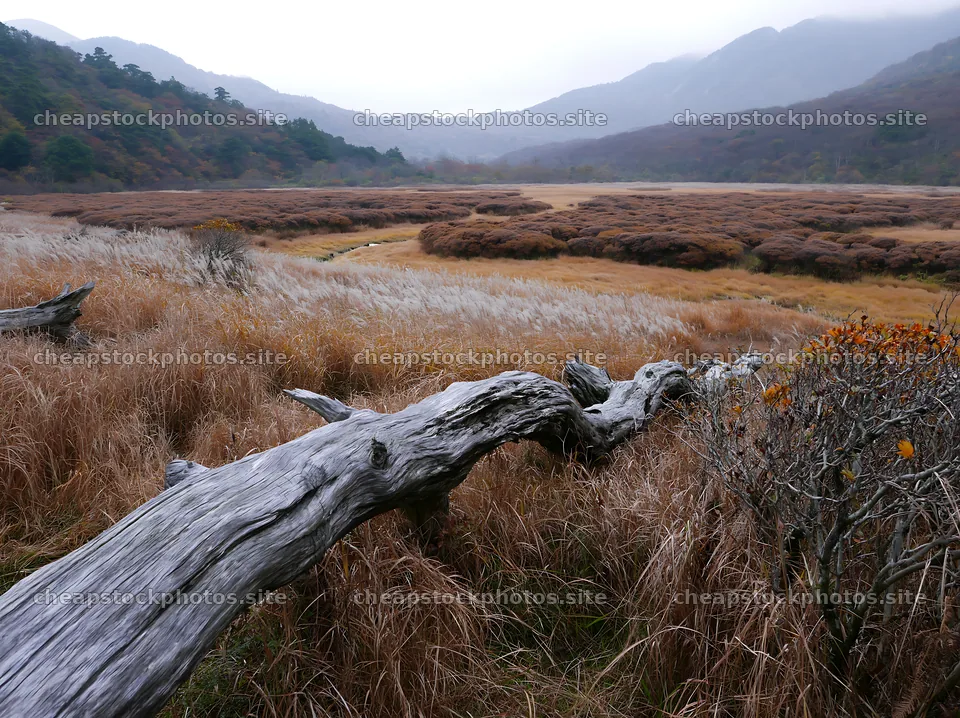 Wakayama autumn meadow with weathered wood in the foreground – stock photos 9174x6866
