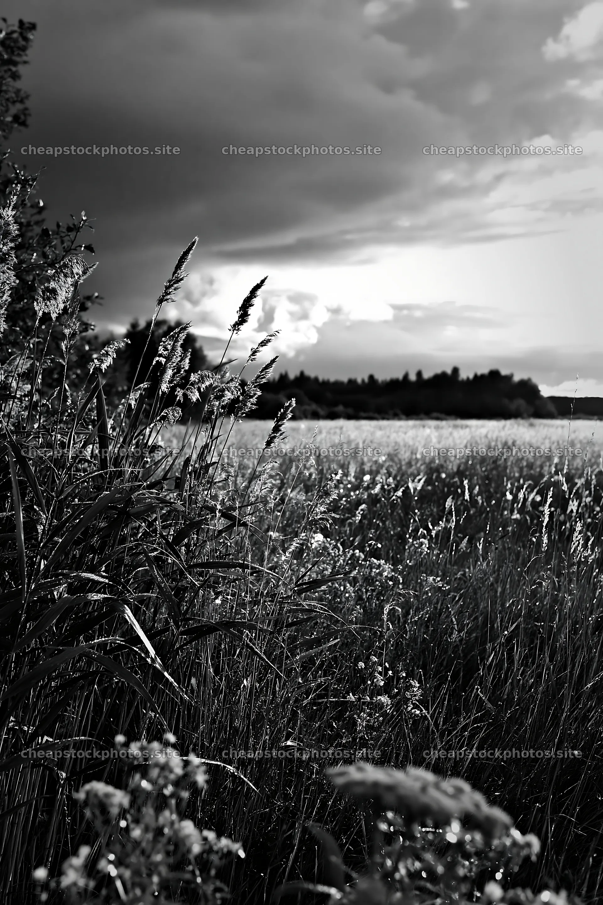 Saga floodplain meadow with reeds in foreground – stock photos 6480x9722