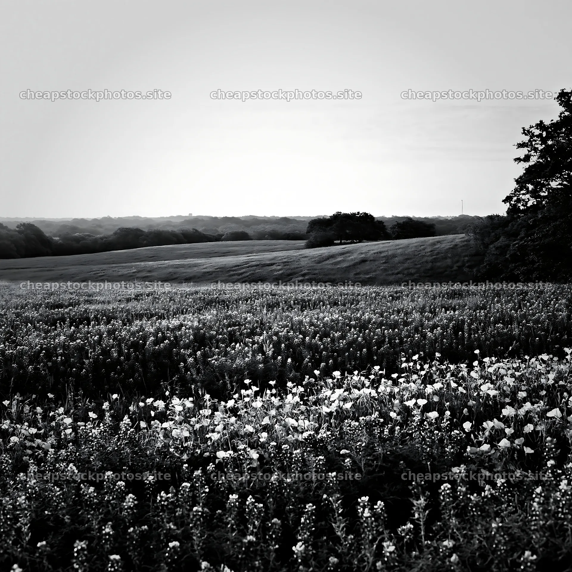 Bluebonnet meadow at sunrise with distant hills – stock photos 7938x7938