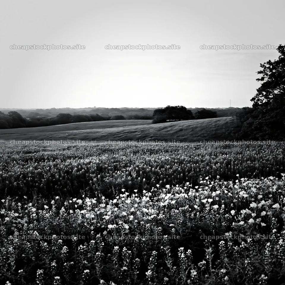Bluebonnet meadow at sunrise with distant hills – stock photos 7938x7938