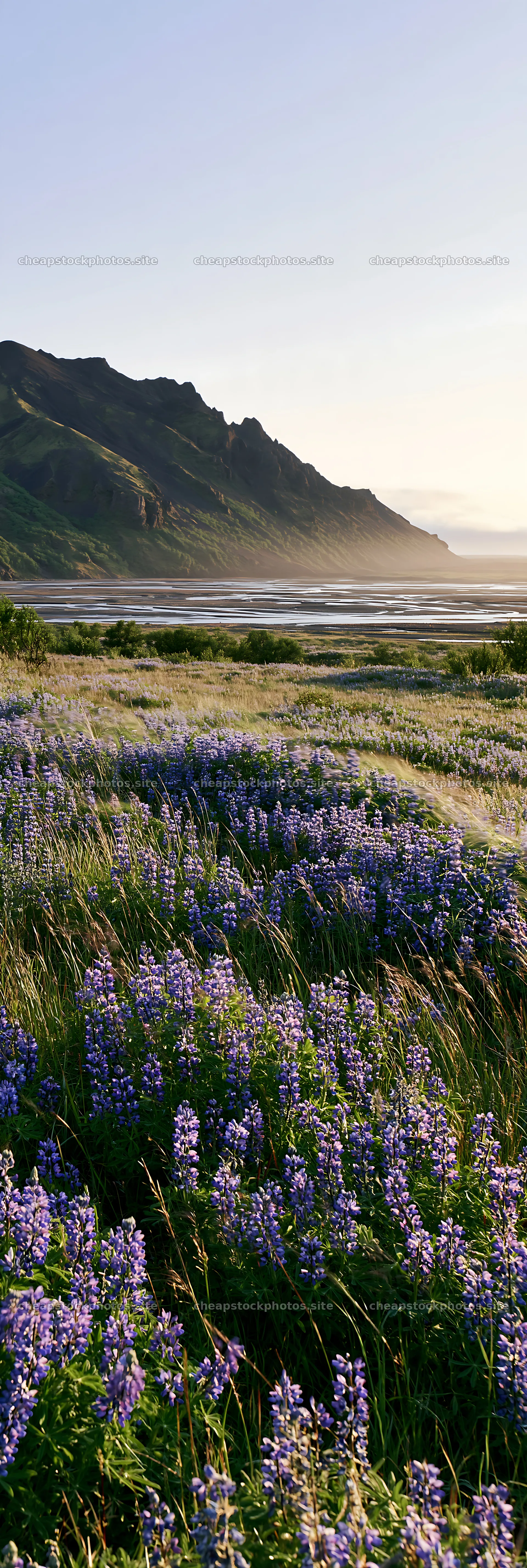 Colorful lupine meadow with mountains and lake in the background – stock photos 4602x13690