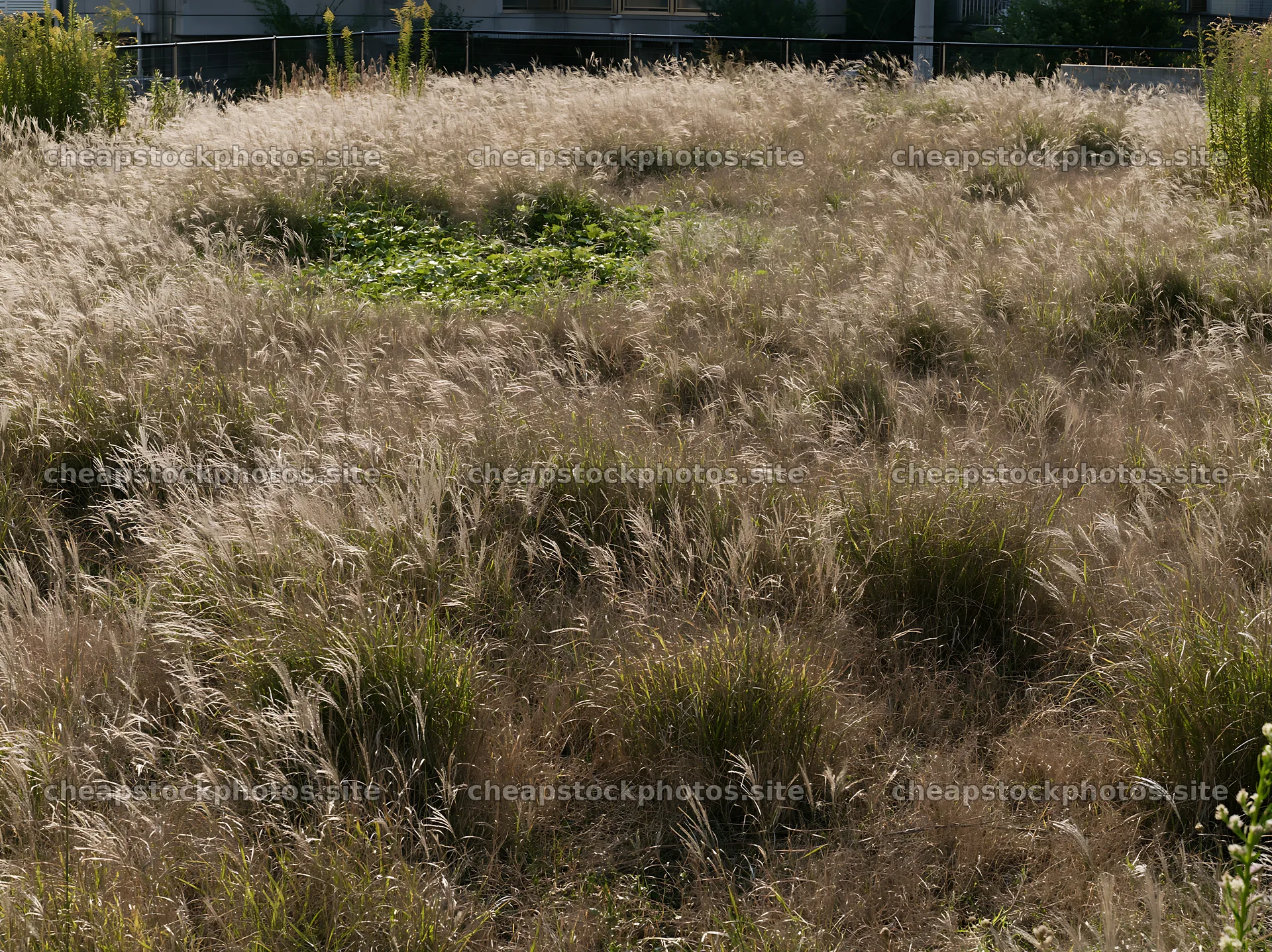 Tokyo urban biodiversity meadow with seedheads in sunlight – stock photos 9174x6866