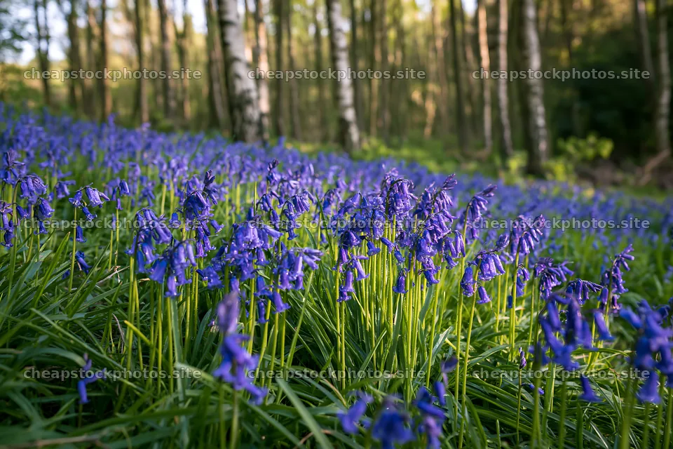 Forest edge meadow with bluebells in the sunlight – stock photos 9722x6480