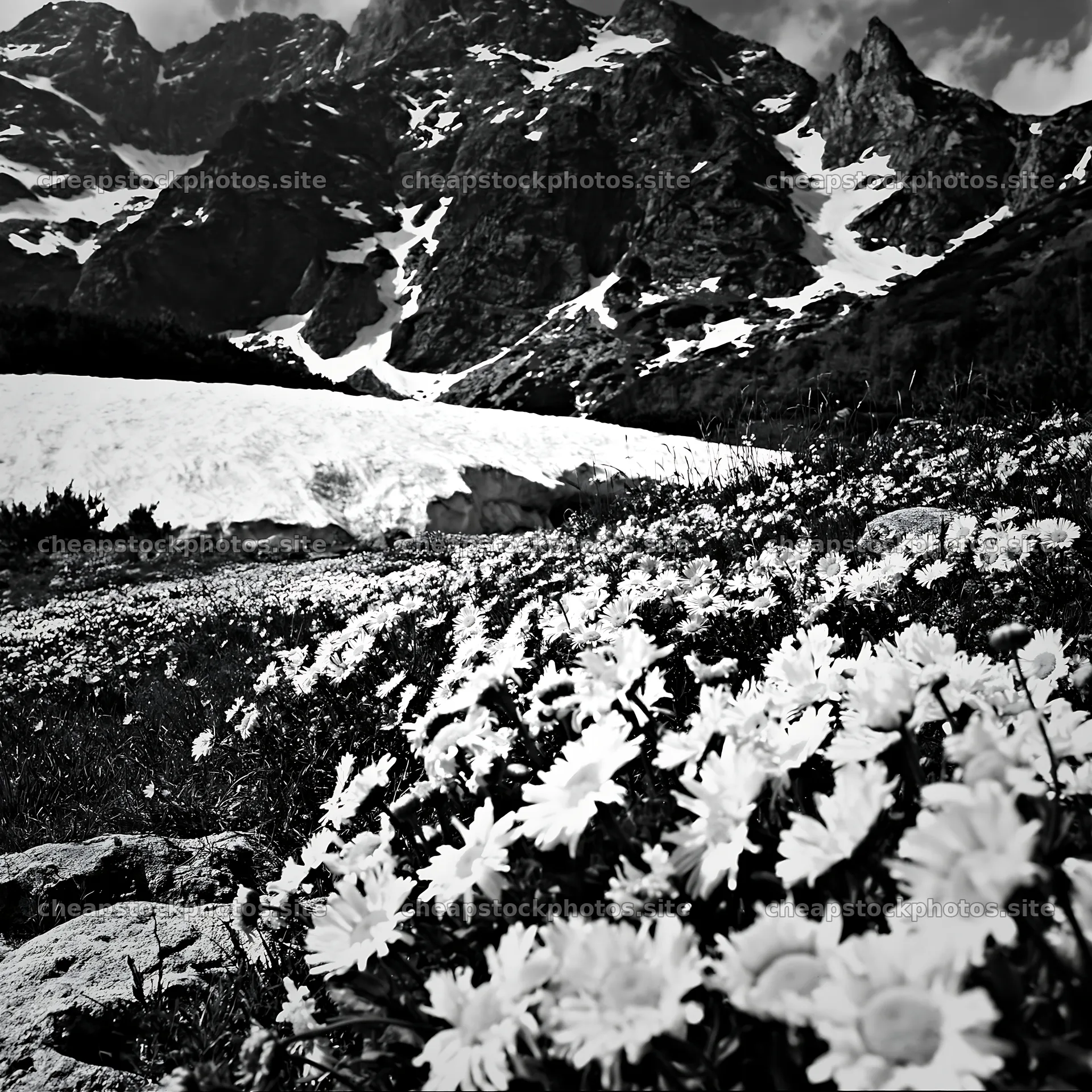 Colorful daisy meadow with mountains and snow – stock photos 7938x7938