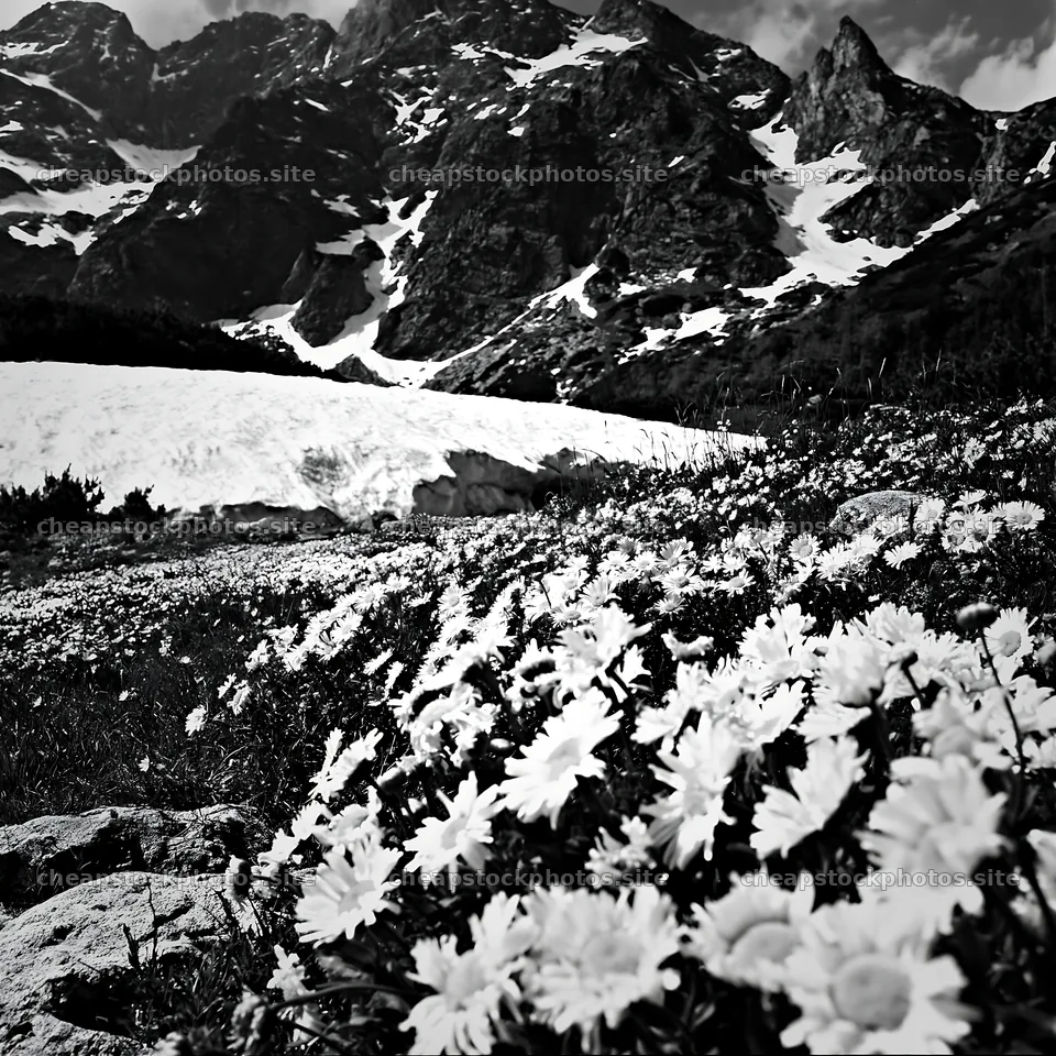 Colorful daisy meadow with mountains and snow – stock photos 7938x7938
