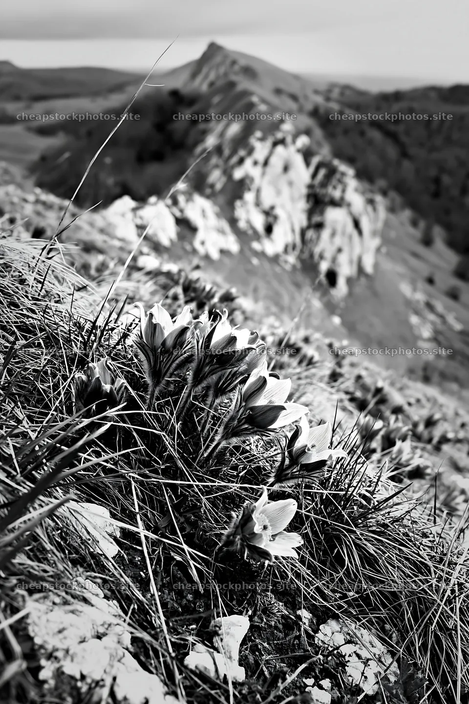 Cloudy pasque flower meadow on limestone slope – stock photos 6480x9722