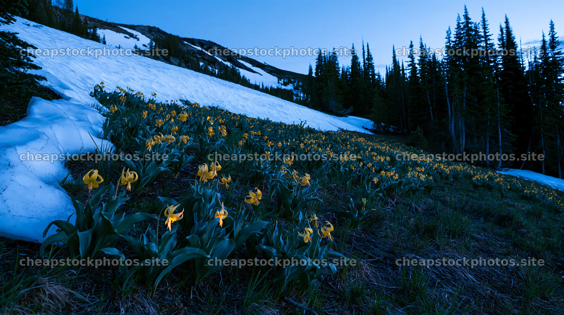 Snowy highland meadow with yellow flowers at dusk – stock photos 10608x5938