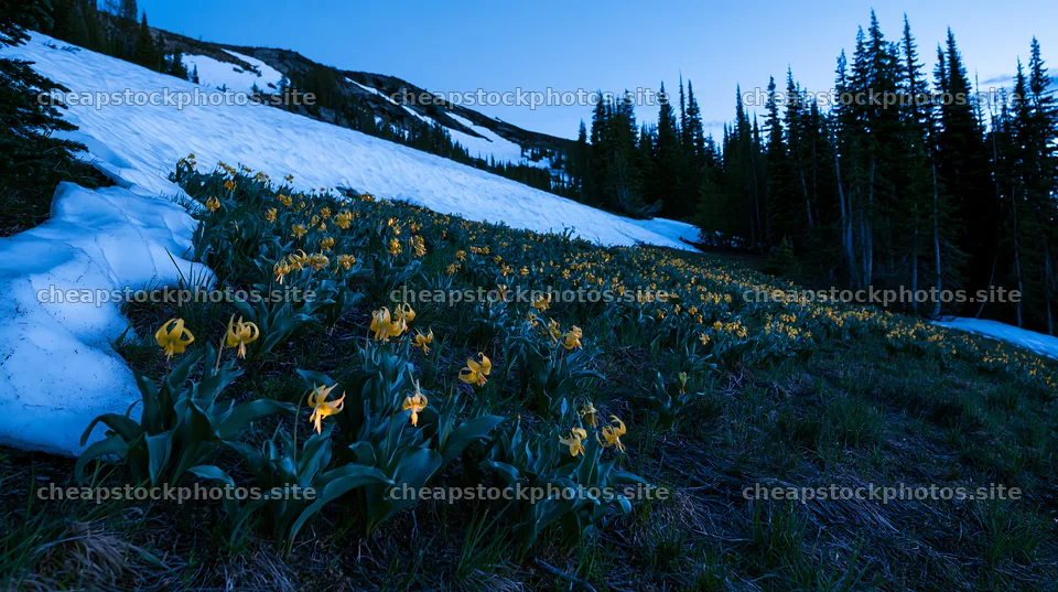 Snowy highland meadow with yellow flowers at dusk – stock photos 10608x5938