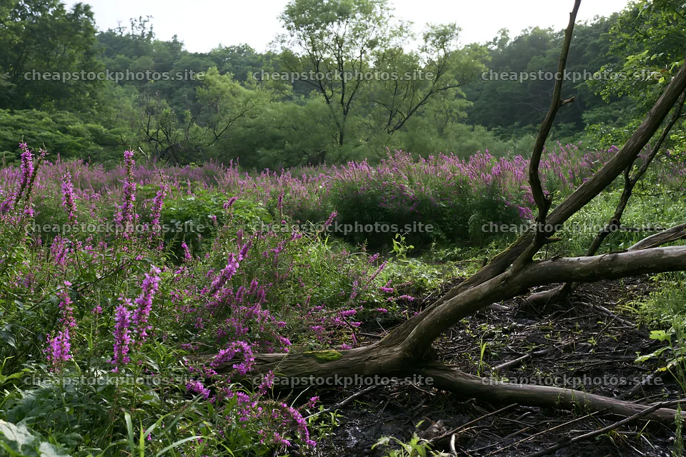 Yamagata rewilded meadow with fallen branch in foreground – stock photos 9722x6480