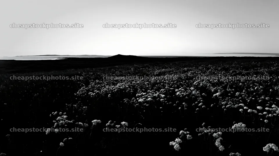 Yarrow meadow bloom during sunset in a natural landscape – stock photos 10608x5938