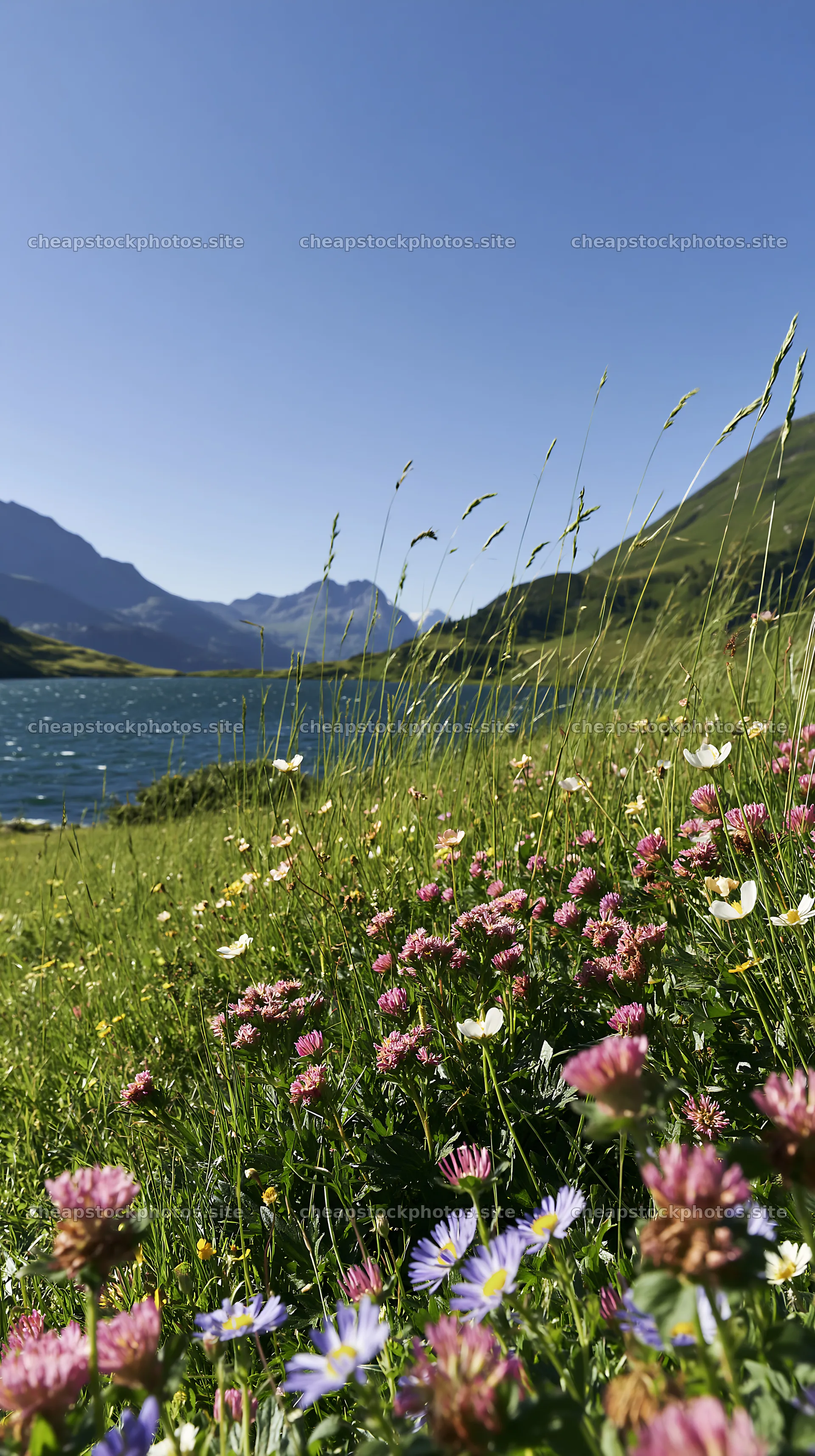 Swiss meadow beside alpine lake with flowers and mountains – stock photos 5938x10608