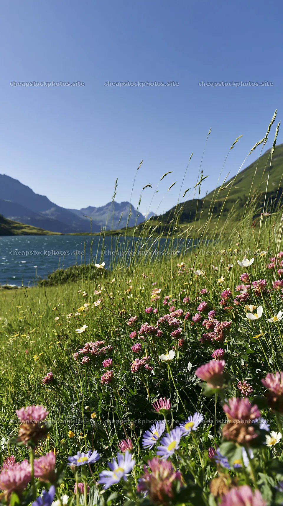 Swiss meadow beside alpine lake with flowers and mountains – stock photos 5938x10608