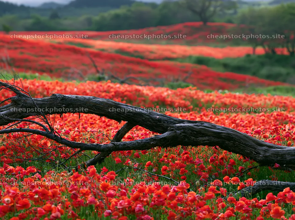 Yamagata rewilded meadow fallen branch in a vibrant field – stock photos 9174x6866