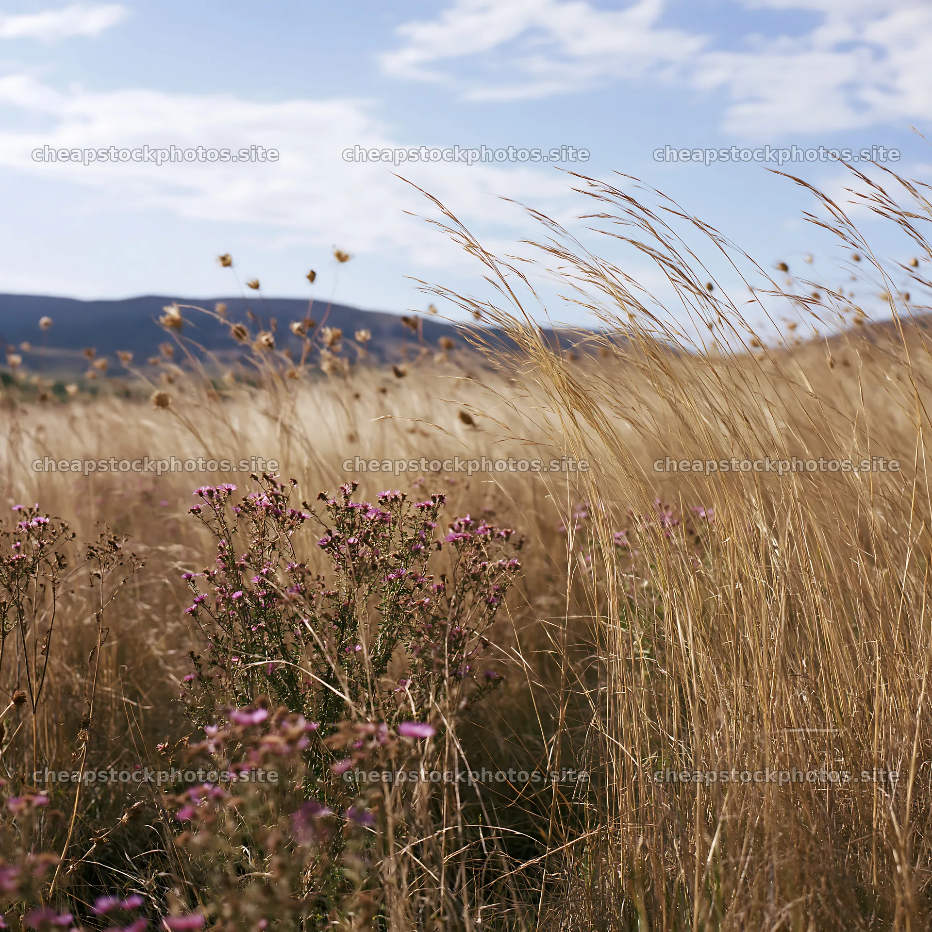 Climate-resilient meadow with wildflowers and tall grass – stock photos 7938x7938