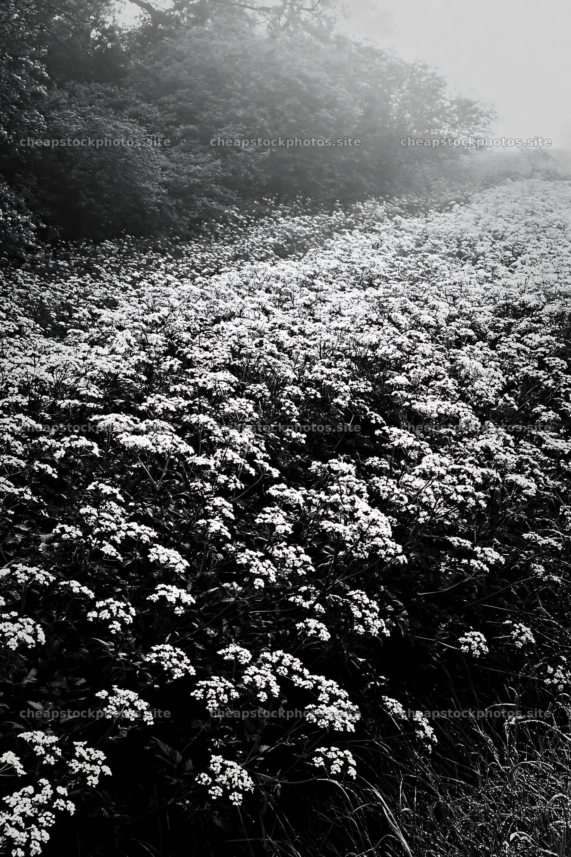 Cow parsley meadow filled with white flowers in a green setting – stock photos 6480x9722