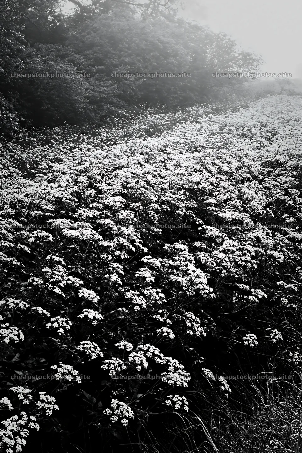 Cow parsley meadow filled with white flowers in a green setting – stock photos 6480x9722