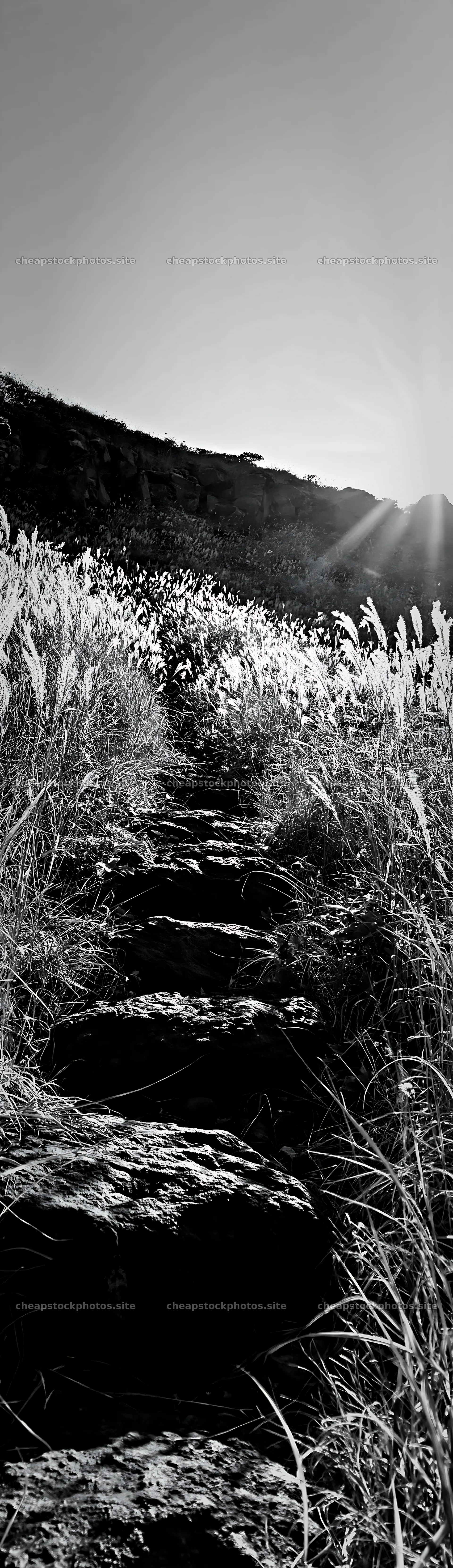Rewilded Akita silver grass meadow with stone pathway – stock photos 4268x14762
